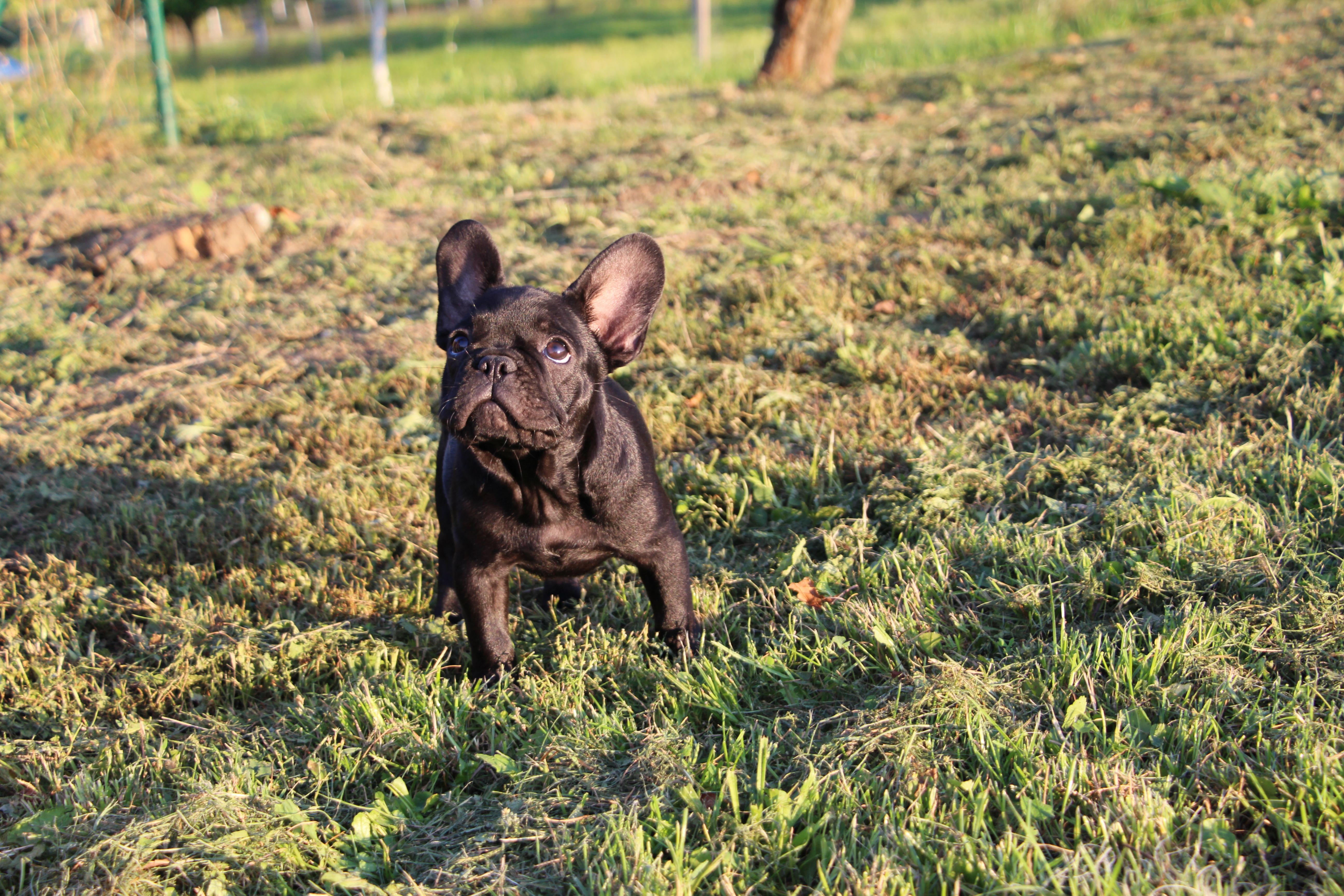 <svg class='purple'></svg> <b> Magic Molly</b> <svg class='purple'></svg>